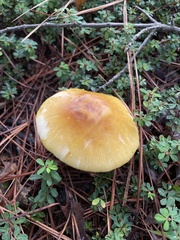 Amanita flavorubens