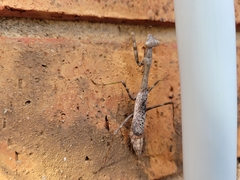 Stagmomantis carolina