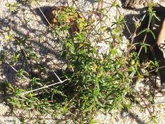 Wahlenbergia pyrophila