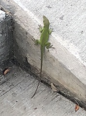 Anolis carolinensis