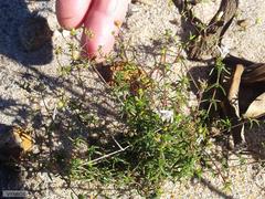 Wahlenbergia pyrophila