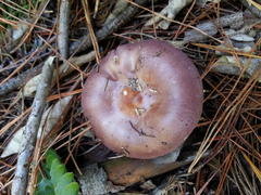 Russula capensis
