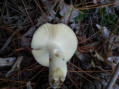 Russula capensis