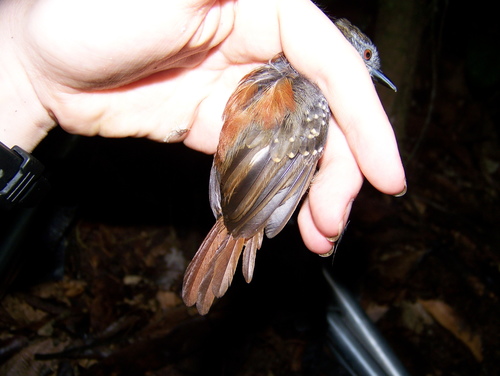 Rufous-tailed Stipplethroat (Epinecrophylla erythrura), photo 2