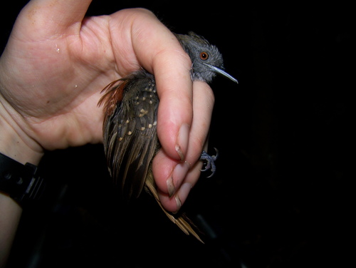 Rufous-tailed Stipplethroat (Epinecrophylla erythrura), photo 3