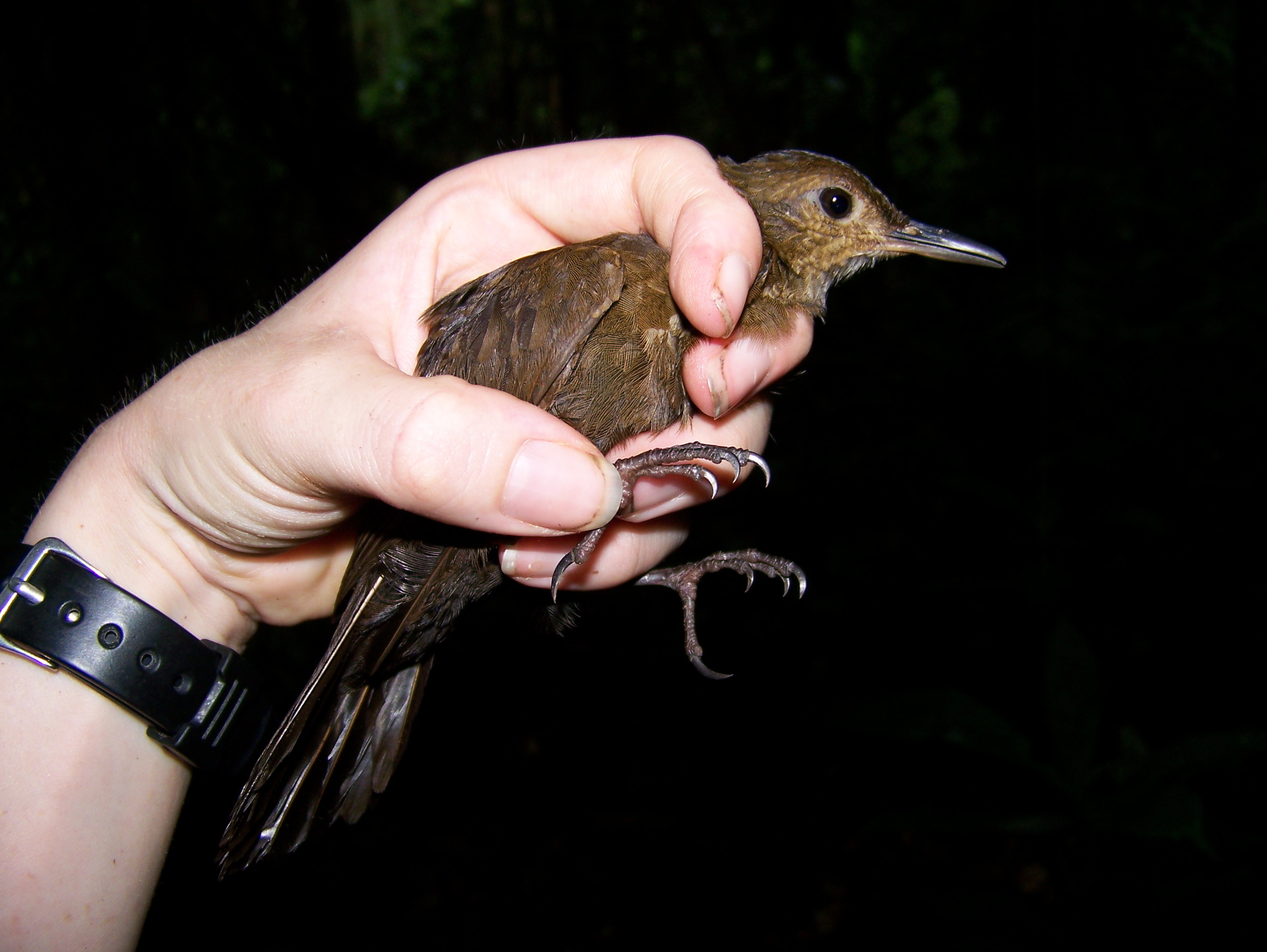 Black-tailed Leaftosser (Sclerurus caudacutus), photo 2