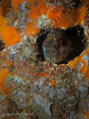 Parablennius marmoreus