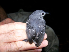 Plain-Throated Antwren photo 4