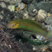 Blackear Wrasse - Photo (c) Pauline Walsh Jacobson, some rights reserved (CC BY), uploaded by Pauline Walsh Jacobson