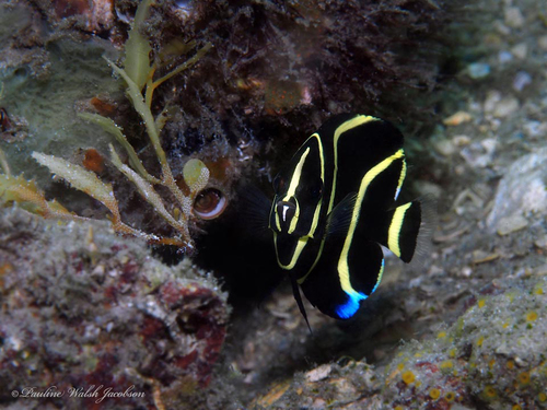 Grey Angelfish