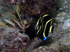 Gray Angelfish photo 5