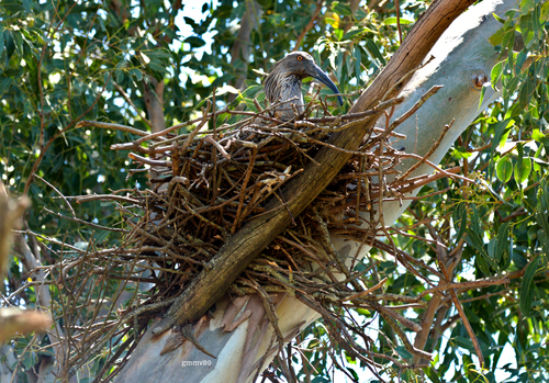 Plumbeous Ibis