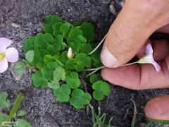 Oxalis commutata commutata
