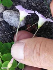 Oxalis commutata commutata