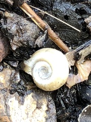 Planorbella campanulata