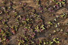 Oxalis eckloniana-nidulans
