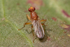 Norellisoma spinimanum