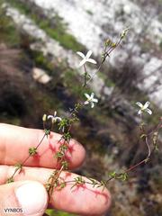 Wahlenbergia pyrophila