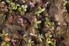 Oxalis eckloniana-nidulans
