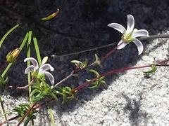 Wahlenbergia pyrophila