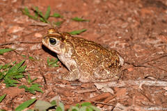 Peltophryne peltocephala