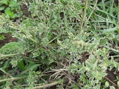 Verbena supina