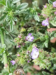 Verbena supina