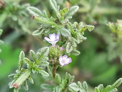 Verbena supina