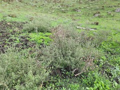 Verbena supina