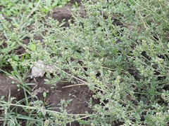 Verbena supina