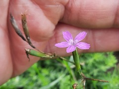 Dianthus bicolor