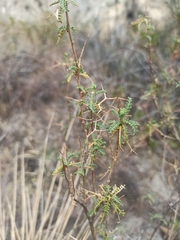 Adesmia miraflorensis