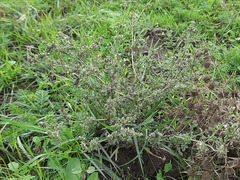 Verbena supina
