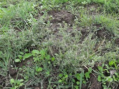 Verbena supina