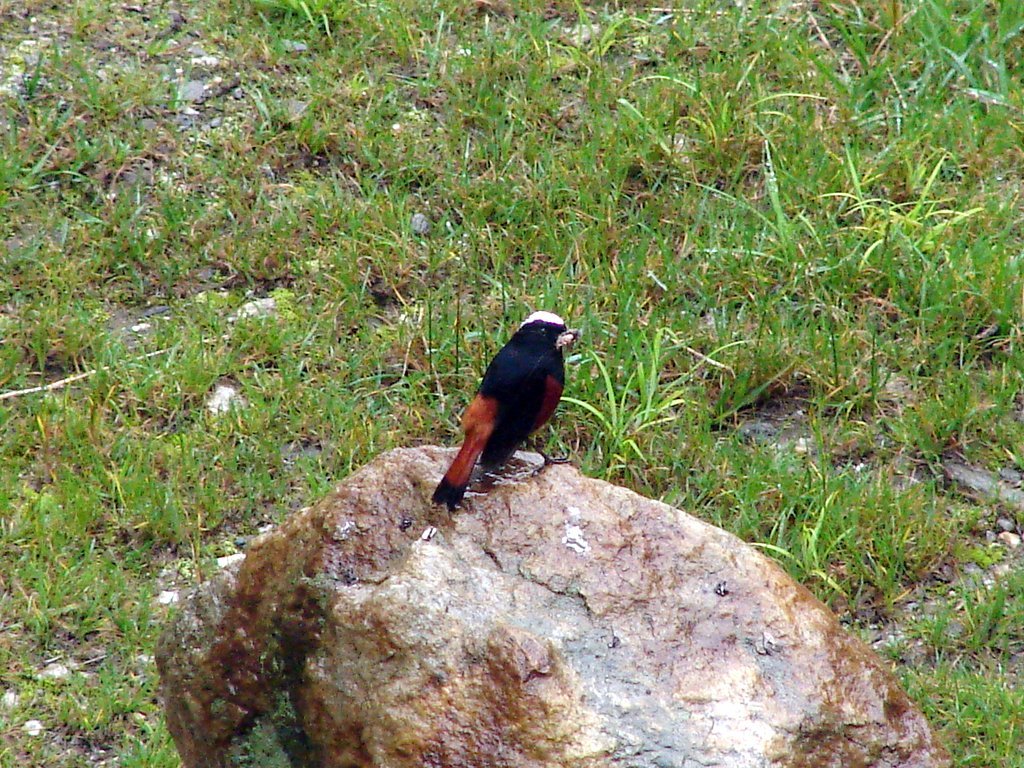 White-capped Redstart
