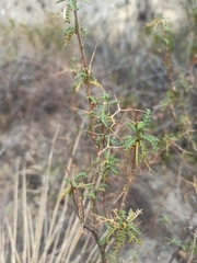 Adesmia miraflorensis