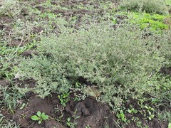 Verbena supina