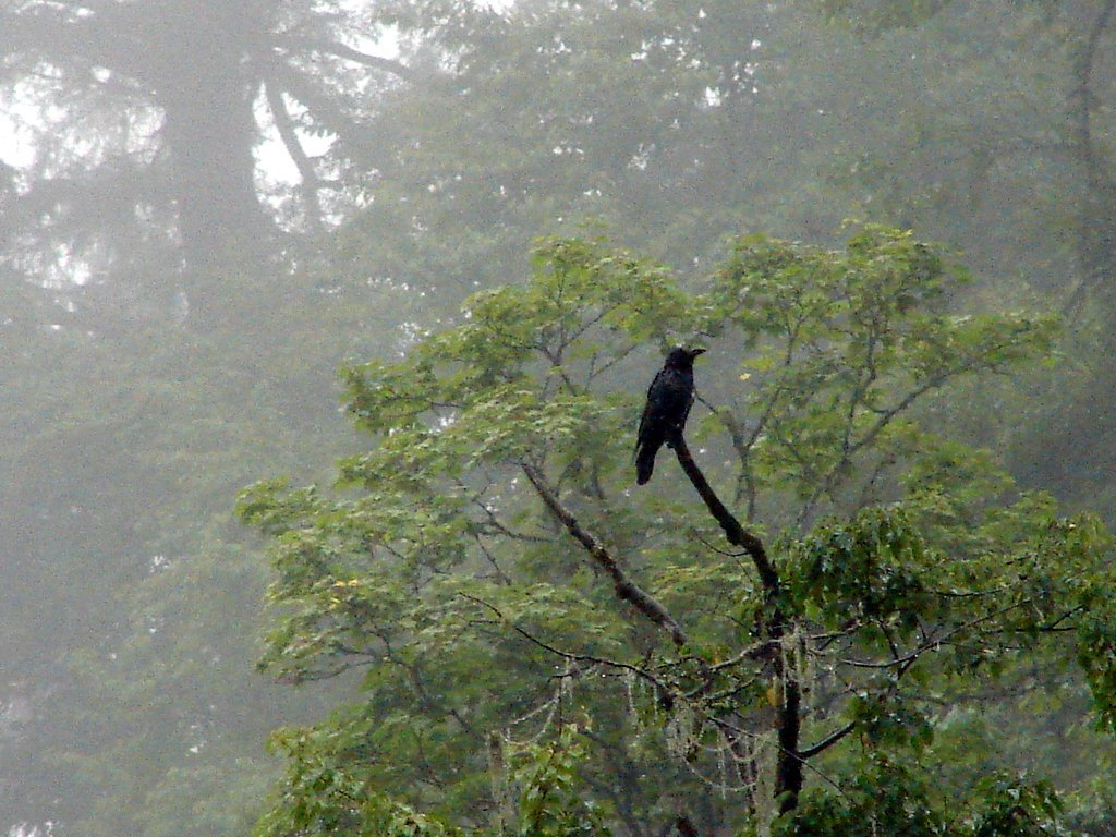 Large-billed Crow