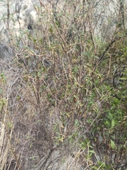 Adesmia miraflorensis