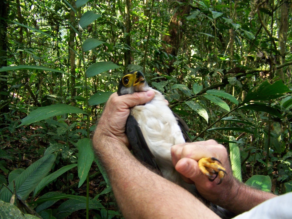 Slaty-backed Forest Falcon (Micrastur mirandollei), photo 4