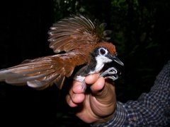 Gymnopithys leucaspis