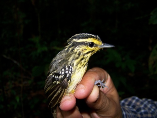 Yellow-browed Antbird (Hypocnemis hypoxantha), photo 4