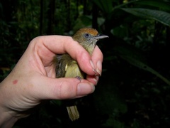 Tunchiornis ochraceiceps