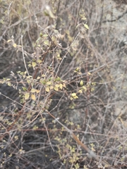Minthostachys acutifolia