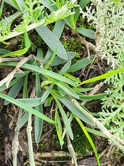Dianthus lanceolatus