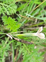 Dianthus lanceolatus