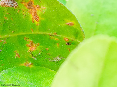 Scymnobius galapagoensis