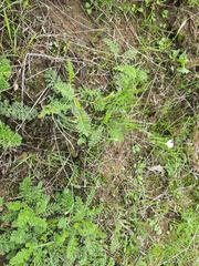 Dianthus lanceolatus