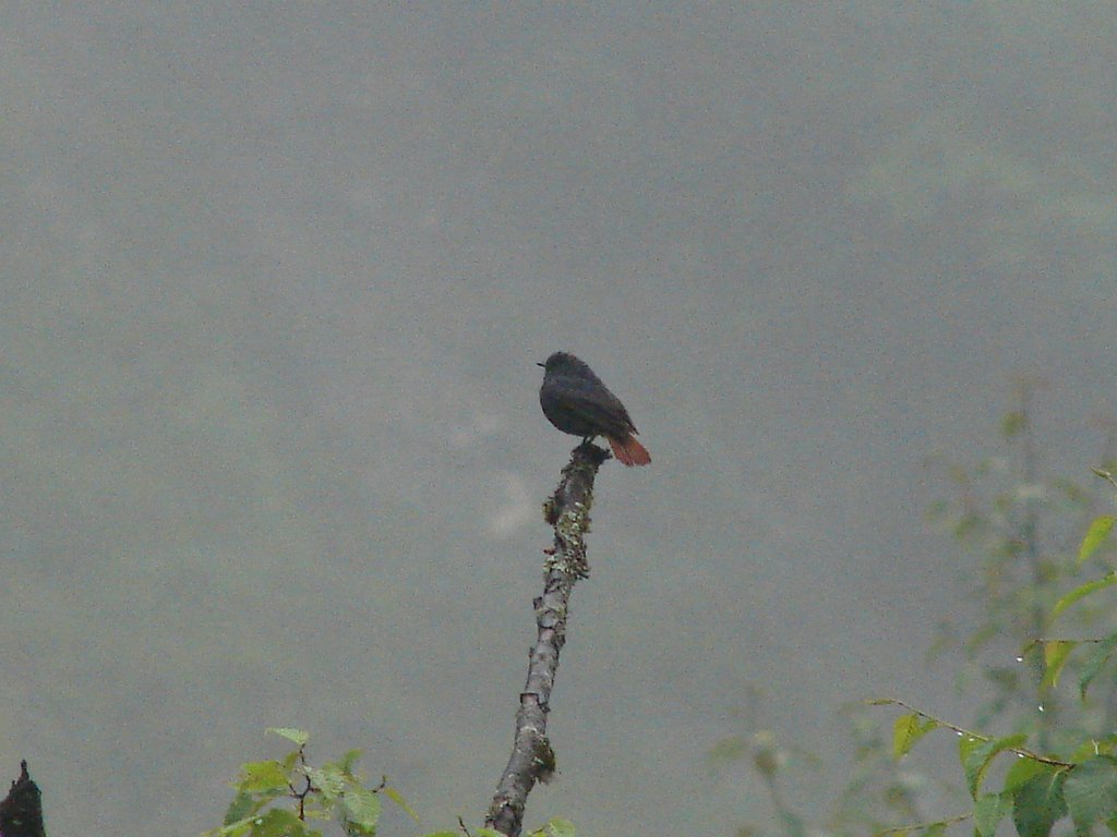 Plumbeous Water Redstart