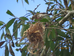 Ramsayornis modestus